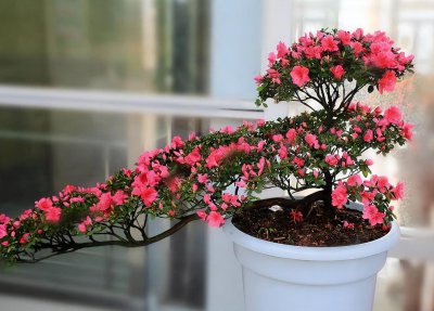 ​杜鹃怎么养才能开花？方法和技巧送给你，快来学吧！