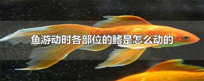 ​鱼游动时鱼鳍起到什么作用视频 鱼游动时各部位的鳍是怎么运动的