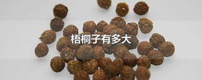 ​梧桐长什么样的 什么样的梧桐子