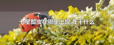 ​七星瓢虫在干什么他们在什么地方 七星瓢虫是什么东西