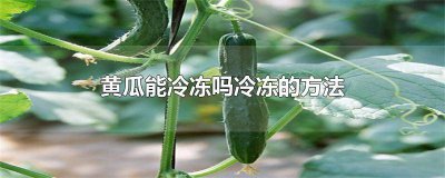 ​腌制的黄瓜可以冷冻吗 鲜黄瓜可以冷冻保存吗