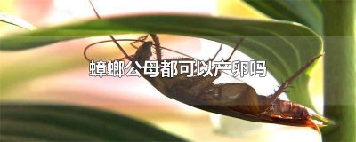 ​蟑螂产卵还是产小蟑螂 蟑螂是产卵的吗