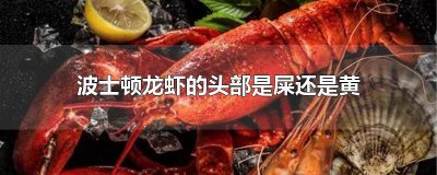 ​龙虾有没有屎和尿 龙虾有没有屎的味道