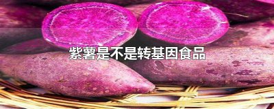 ​紫薯是否是转基因产品 紫薯是不是转基因农产品