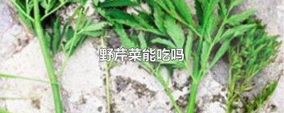 ​野芹菜能吃吗有毒吗 野