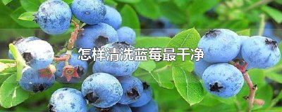 ​怎样清洗蓝莓最干净视频教学 怎样清洗蓝莓更干净