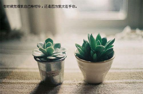 简单淡雅的句子 简单淡雅的情感语录