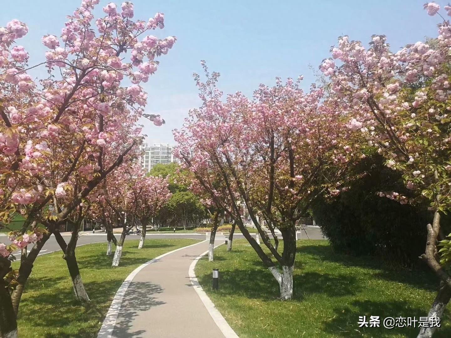 苏州百花洲公园