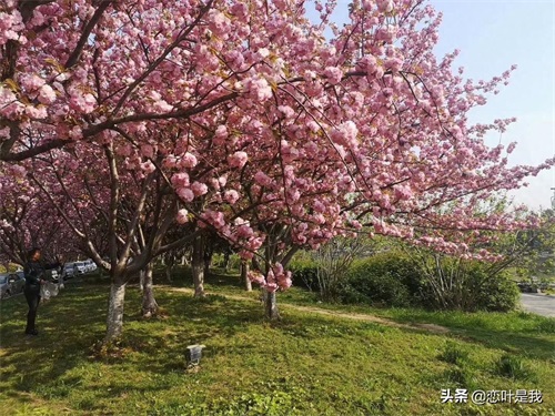 苏州百花洲公园