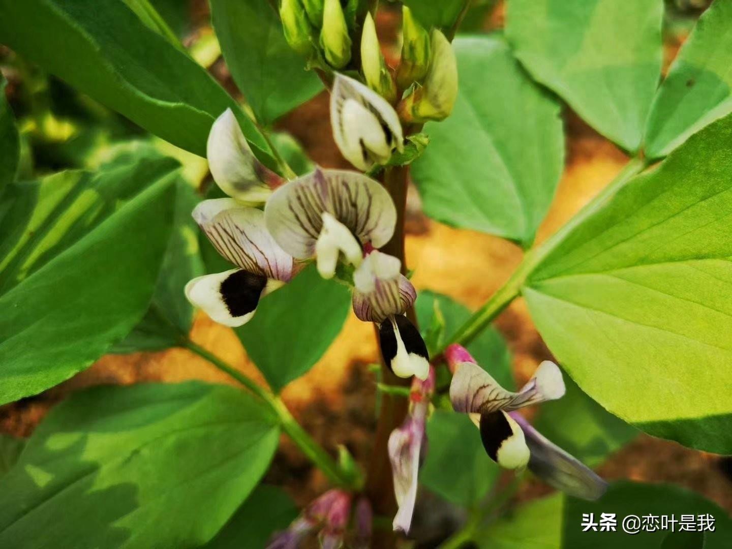 苏州百花洲公园