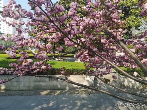 苏州百花洲公园
