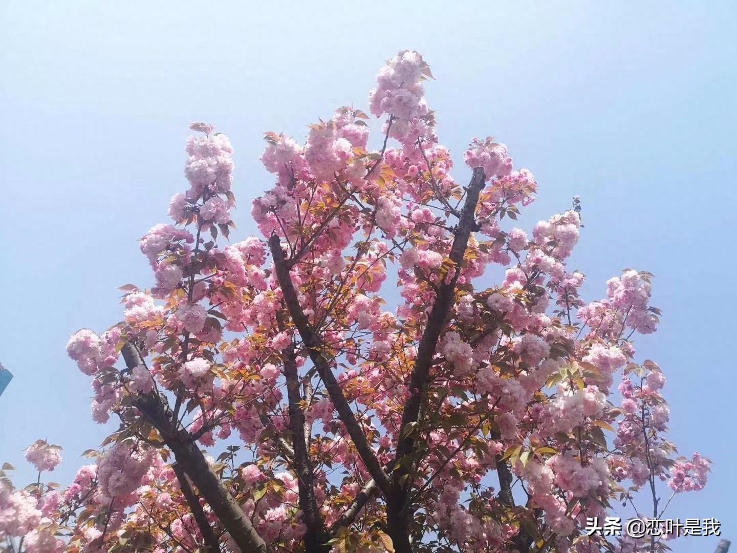 苏州百花洲公园