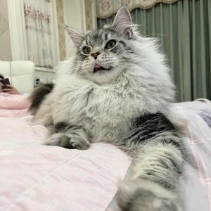 ​缅因猫这么“完美”，为什么很少人养？网友：一般人养不了