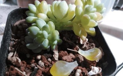 ​多肉发黄变软是什么原因（多肉发黄变软是缺水还是多水）