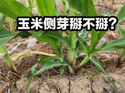 ​玉米芽子到底掰不掰(玉米长丫子用不用掰掉)