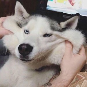​搞怪狗狗头像一组搞怪萌宠头像 点赞脱离单身狗