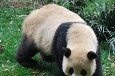 ​熊猫一般能活多少岁