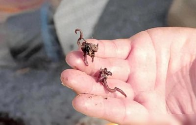 ​蚯蚓钓鱼上鱼慢？掌握好“5个技巧”往往能钓到大鱼