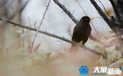 ​图集 | 擅长“口技”扰敌逃生 与乌鸦傻傻分不清楚的乌鸫
