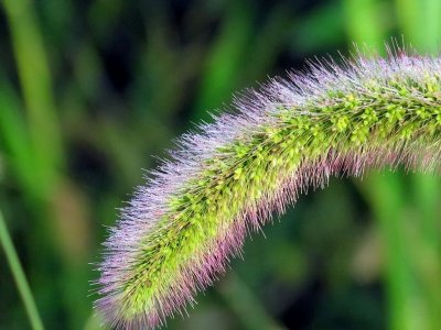 ​“狗尾巴草”是个宝？经常用它煮水喝，或能帮助解决这4个问题