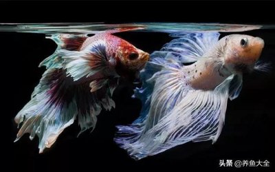 ​什么鱼最好养活又便宜（鱼缸养什么观赏鱼好养不用换水）