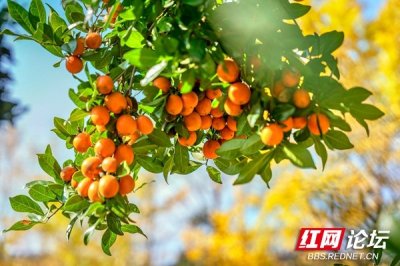 ​农村有一种红彤彤的“吉祥果”，很多人都喜欢种屋门前
