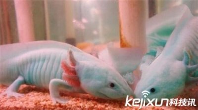 ​长着5根手指的鱼 名副其实“恐龙鱼”