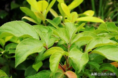 ​植物小百科——秋枫