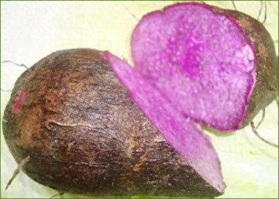 ​它叫“脚板薯”，富含