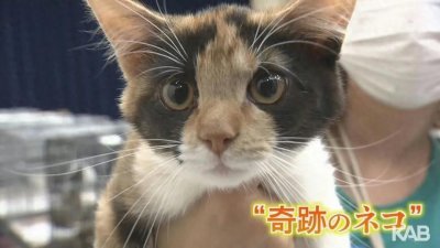 ​这只流浪猫价值132万？无数人抢着领养！网友：马上去救助流浪猫
