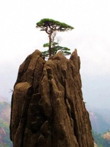 ​分享图片一黄山奇松