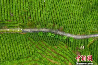 ​航拍江西千亩“庐山云雾有机茶”生产基地