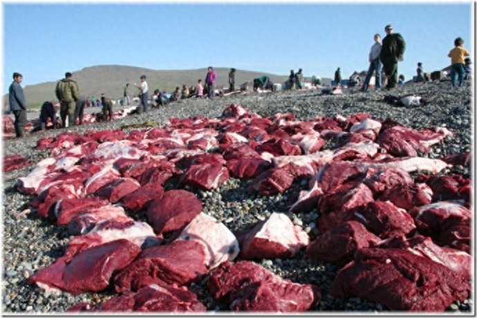 实拍:楚科奇半岛人的原始生活,仍然茹毛饮血