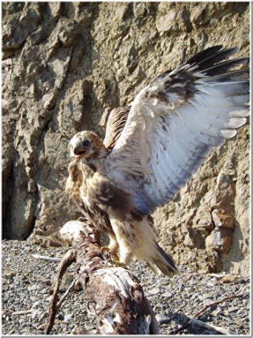 实拍:楚科奇半岛人的原始生活,仍然茹毛饮血