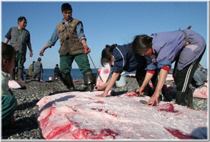 实拍:楚科奇半岛人的原始生活,仍然茹毛饮血