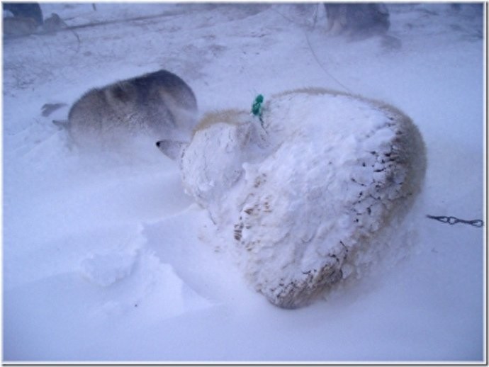 实拍:楚科奇半岛人的原始生活,仍然茹毛饮血