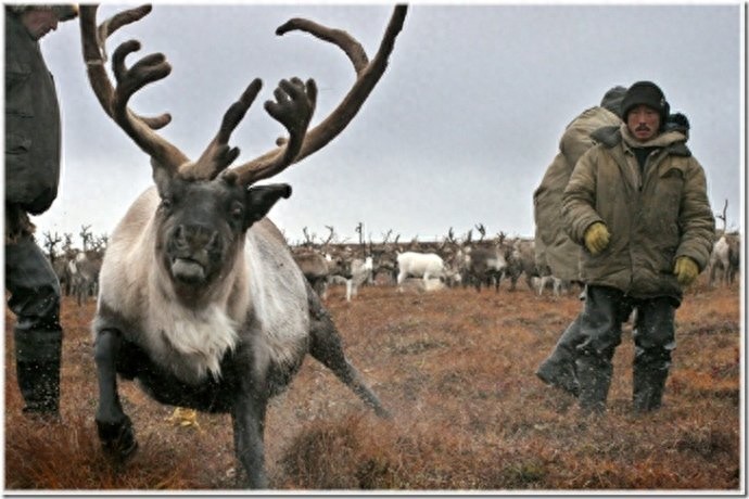 实拍:楚科奇半岛人的原始生活,仍然茹毛饮血