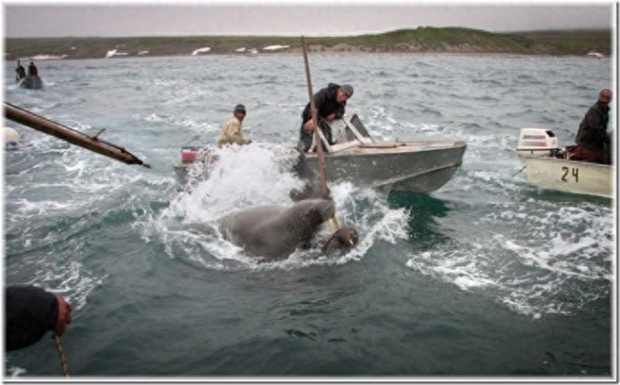 实拍:楚科奇半岛人的原始生活,仍然茹毛饮血