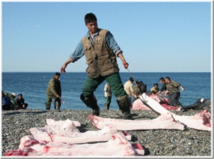 实拍:楚科奇半岛人的原始生活,仍然茹毛饮血