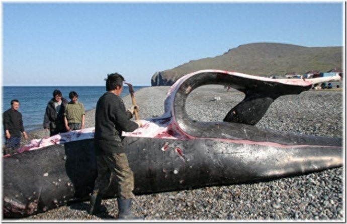 实拍:楚科奇半岛人的原始生活,仍然茹毛饮血