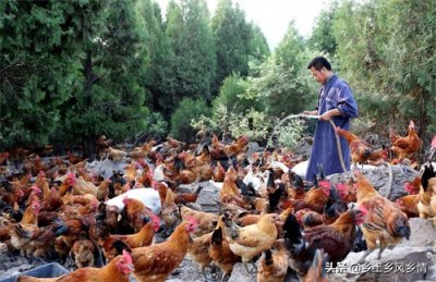 ​养鸡的成本与利润，算一算就知道怎么养鸡最赚钱