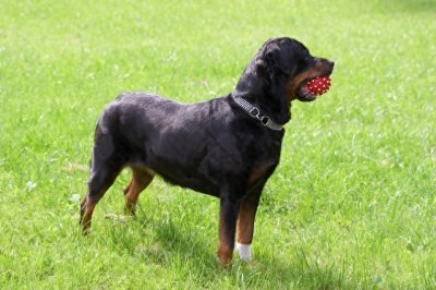 ​八种犬型最大的猛犬排名，藏獒位列第五，世界上最大的狗有多大？