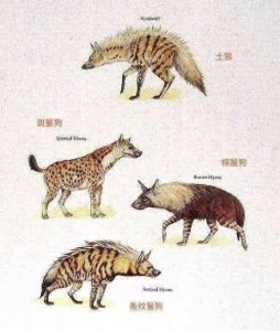 ​为何斑鬣狗喜欢“掏肛”？动物被掏肛时，为啥不跑，任人宰割？