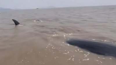 ​19米抹香鲸被成功救援！救援难度有多大？专家：成功的案例非常少
