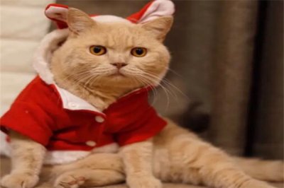 ​建议穷人养的10种猫，橘
