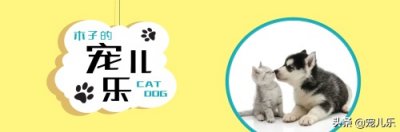 3-6月的小猫非常危险,爱咬人,必须警惕起来