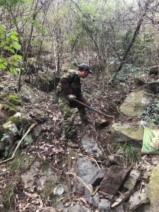 ​深山里的野生金刚刺不仅能药用，淳安这个村还把它酿成了美酒