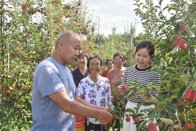 ​早熟鸡心果 迎来大丰收