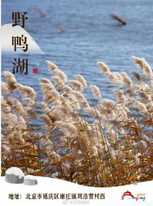 ​北京：5个赏芦苇打卡地开启别样赏花之旅