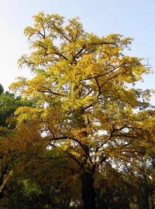 ​中国梧桐，象征着祥瑞，象征着忠贞